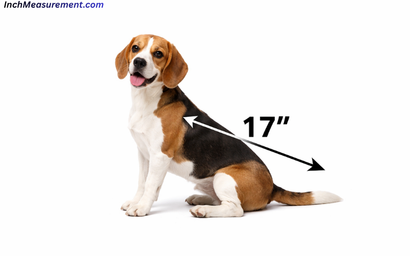 How Long Is 17 Inches