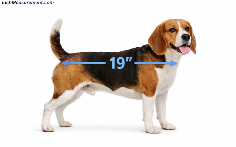 How Long Is 19 Inches