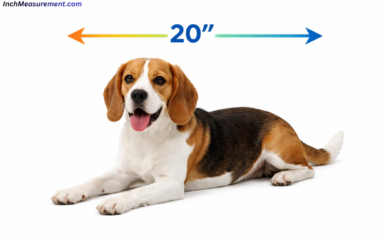 How Long Is 20 Inches