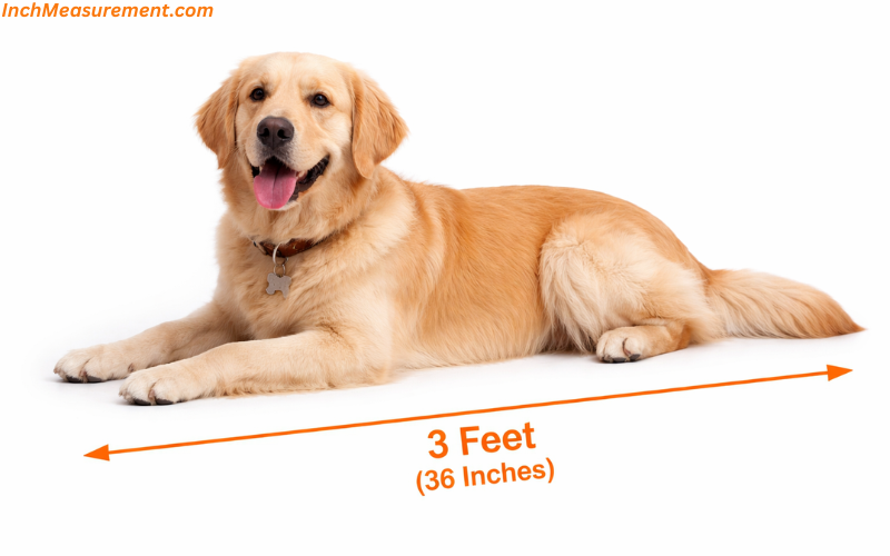 How Long Is 3 feet