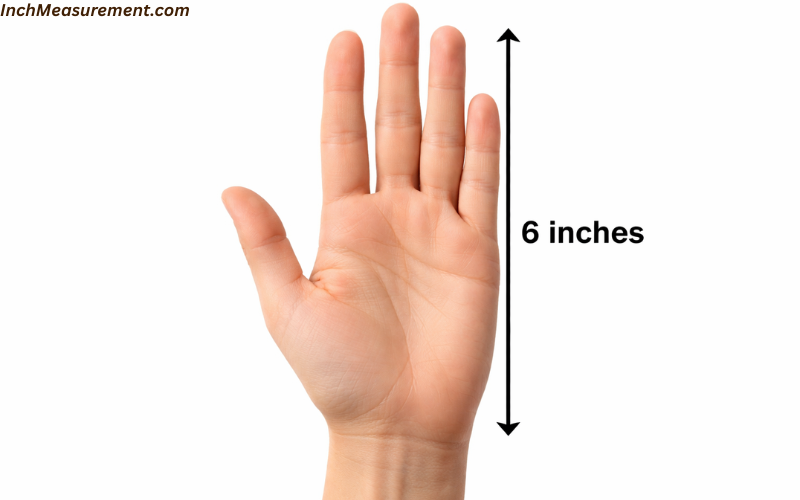 How Long Is 6 Inches