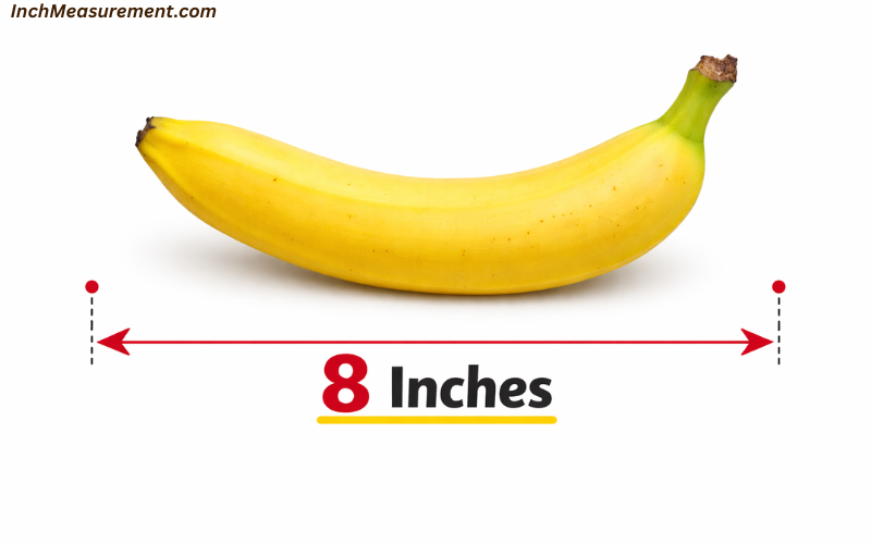 How Long Is 8 Inches