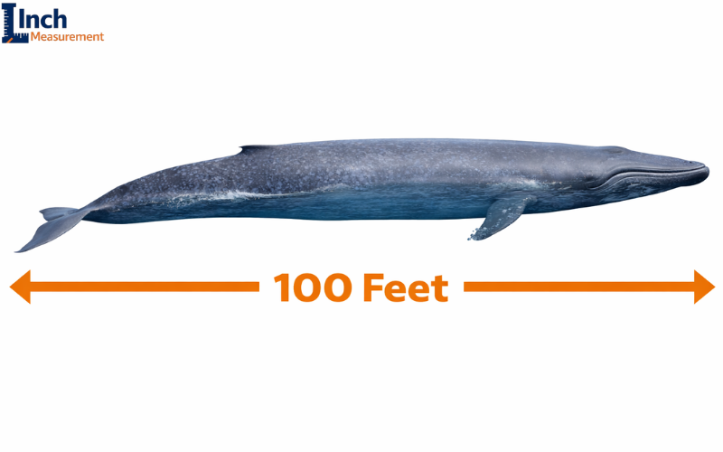 How Long Is 100 feet