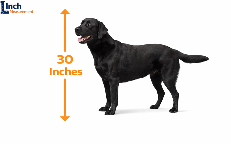 How Long Is 30 Inches