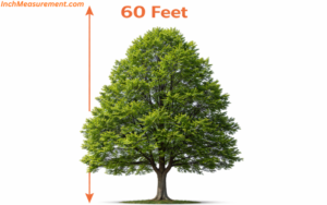 13 Common Things That Are 60 Feet Long - inchmeasurement.com