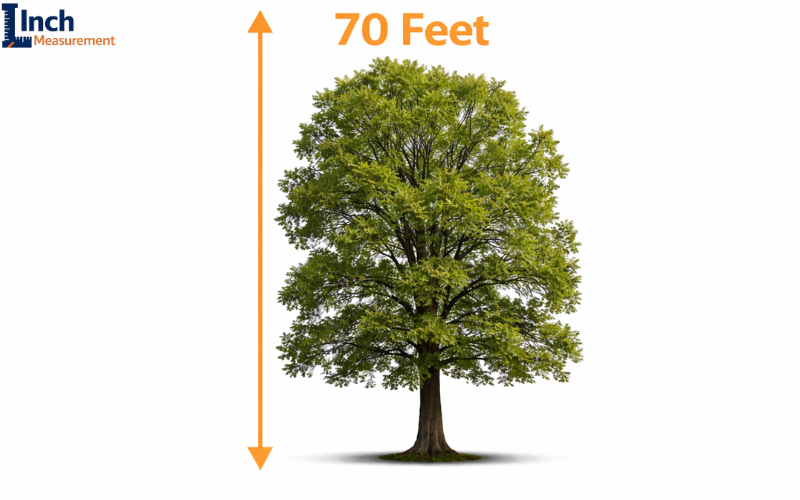 How Long Is 70 feet
