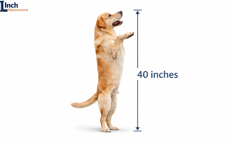 How Tall is 40 inches