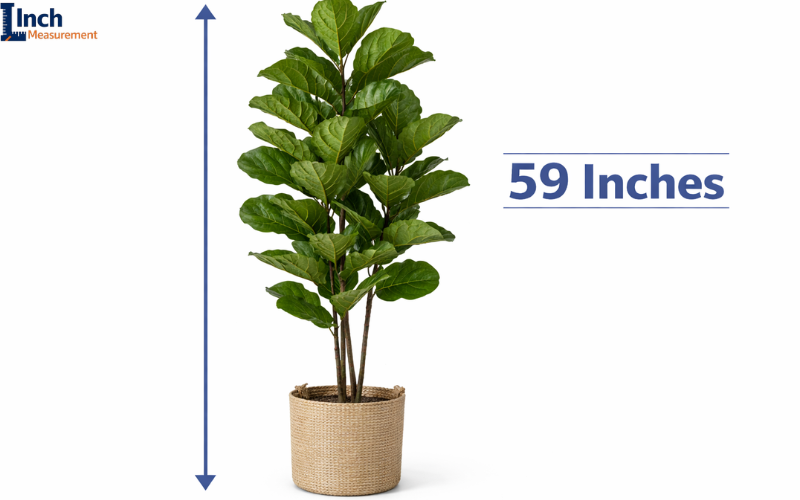 How Tall is 59 inches