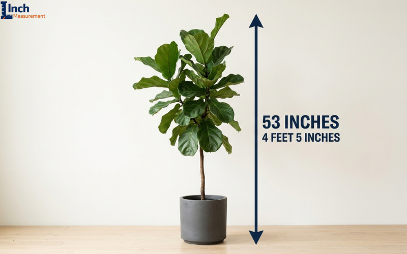 How Tall Is 53 Inches