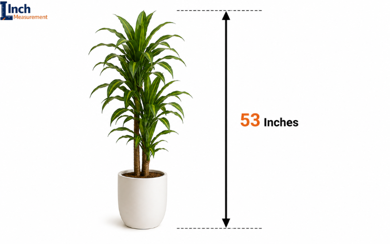 How Tall Is 53 Inches